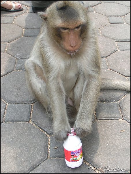 Thailand323.jpg