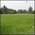 Thailand175.jpg