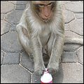 Thailand323.jpg