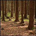 BergtierparkBlindham009.JPG