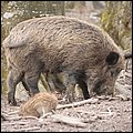 BergtierparkBlindham015.JPG