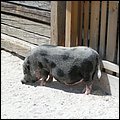Aiderbichl025.jpg