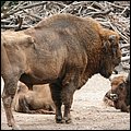 Hellabrunn004.jpg