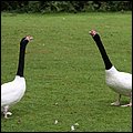 Hellabrunn005.jpg