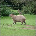 Hellabrunn006.jpg