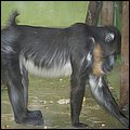 Hellabrunn010.jpg