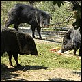 Hellbrunn042.jpg