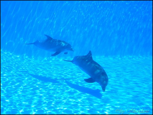 Marineland005.jpg