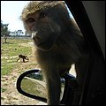 Safaripark003.jpg
