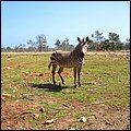 Safaripark004.jpg