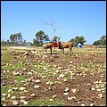 Safaripark005.jpg