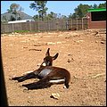 Safaripark007.jpg