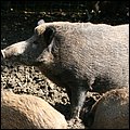 Poing017.jpg