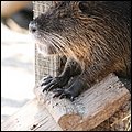 Poing021.jpg