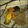 Poing033.jpg