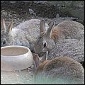 Wildbichl001.jpg