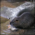 Wildbichl003.jpg