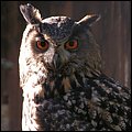 Wildbichl005.jpg