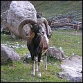 Wildbichl007.jpg
