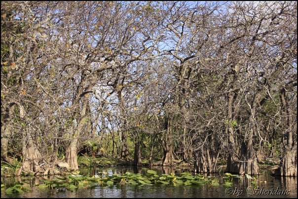 Everglades003.jpg