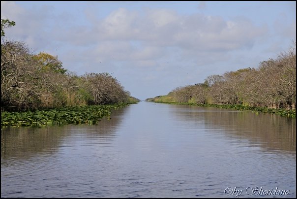 Everglades004.jpg