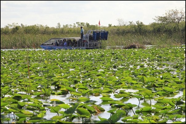 Everglades007.jpg