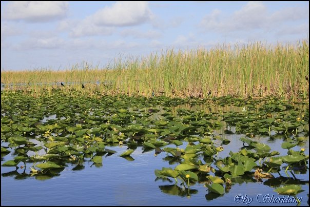 Everglades009.jpg