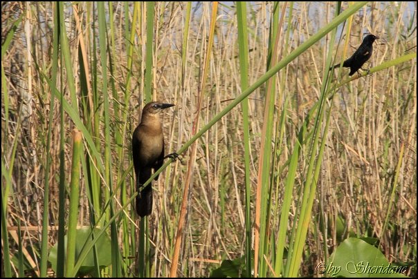 Everglades010.jpg