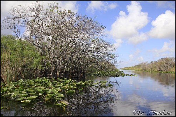 Everglades014.jpg