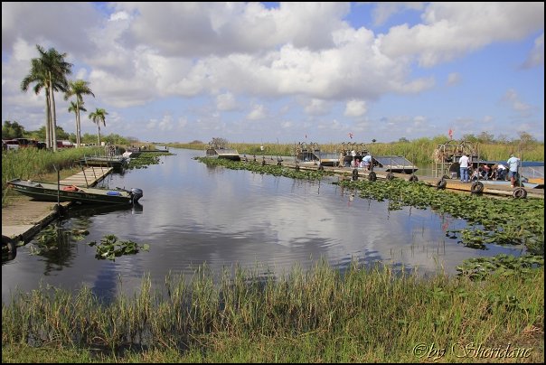 Everglades016.jpg