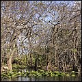 Everglades003.jpg