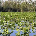 Everglades005.jpg