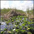 Everglades006.jpg