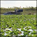 Everglades007.jpg