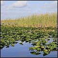 Everglades009.jpg