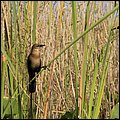 Everglades010.jpg