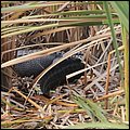 Everglades011.jpg