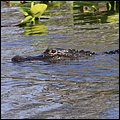 Everglades012.jpg