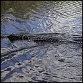 Everglades013.jpg