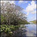 Everglades014.jpg