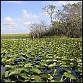 Everglades015.jpg