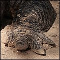 Everglades019.jpg