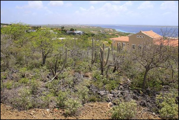 Bonaire014.jpg