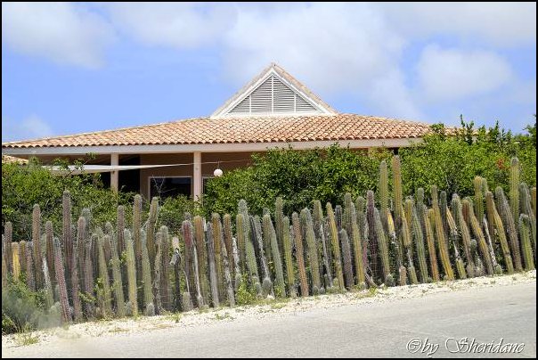 Bonaire015.jpg