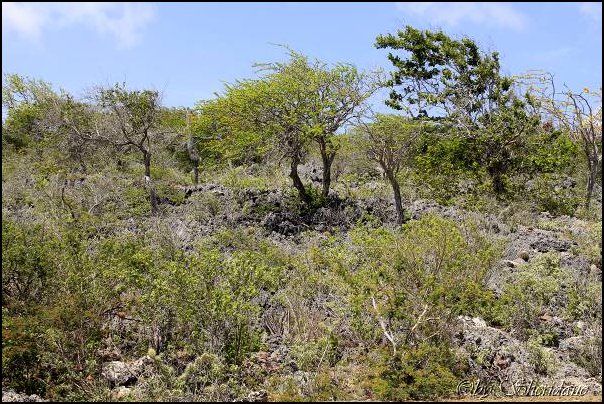 Bonaire016.jpg