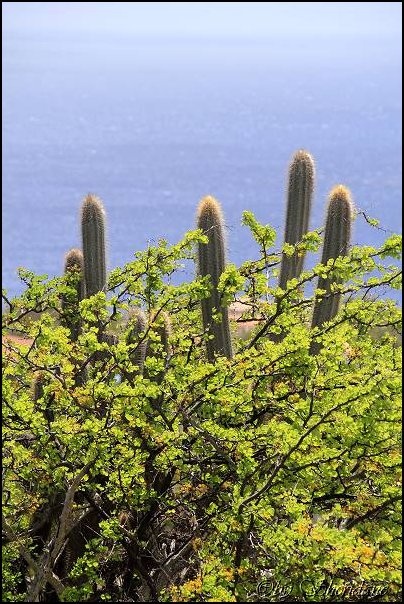 Bonaire017.jpg