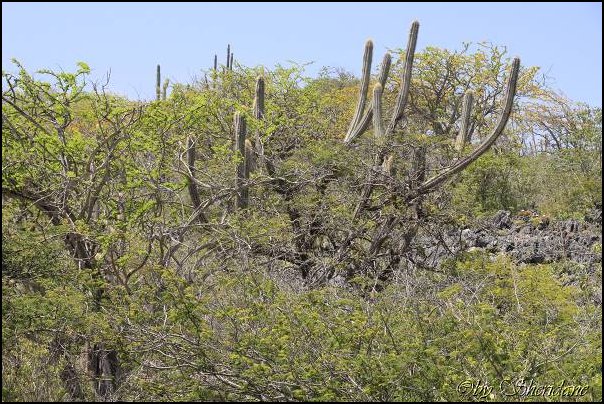 Bonaire018.jpg