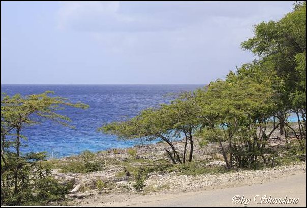 Bonaire020.jpg