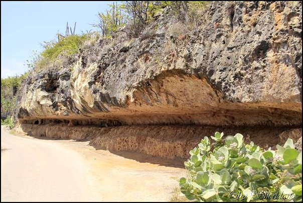 Bonaire022.jpg