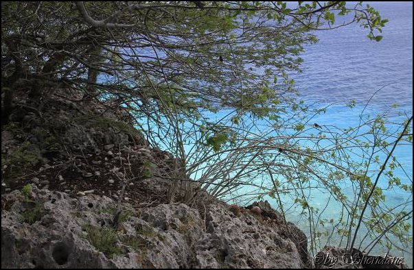 Bonaire023.jpg